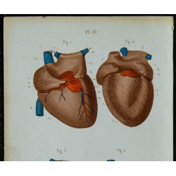 1852 - Cœur anatomie détaillée 