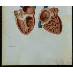 1852 - Cœur anatomie détaillée 