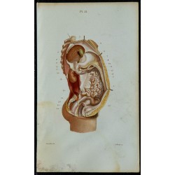 1852 - Péritoine cavité abdominale 
