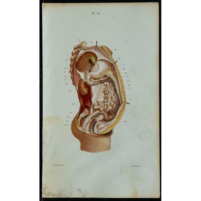 1852 - Péritoine cavité abdominale 