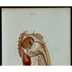 1852 - Péritoine cavité abdominale 