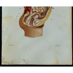 1852 - Péritoine cavité abdominale 