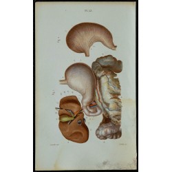 1852 - Estomac - Foie et appareil biliaire 