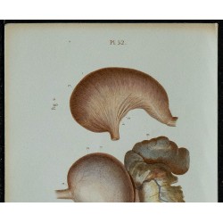 1852 - Estomac - Foie et appareil biliaire 