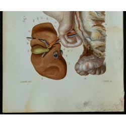 1852 - Estomac - Foie et appareil biliaire 