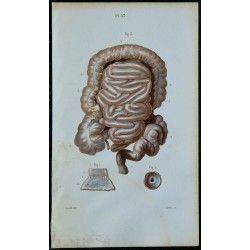 1852 - Estomac et intestins 