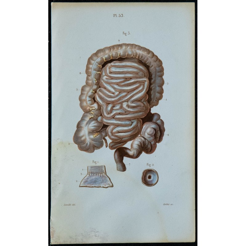 1852 - Estomac et intestins 