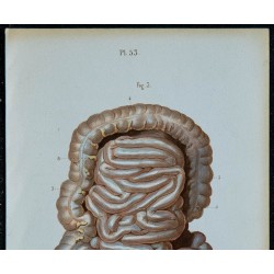 1852 - Estomac et intestins 