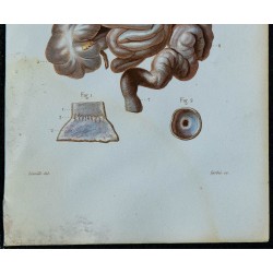 1852 - Estomac et intestins 