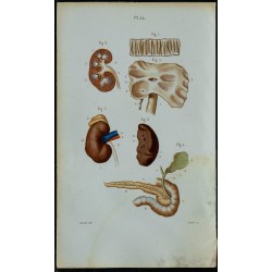 1852 - Intestin appareil biliaire et pancréas 
