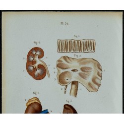 1852 - Intestin appareil biliaire et pancréas 
