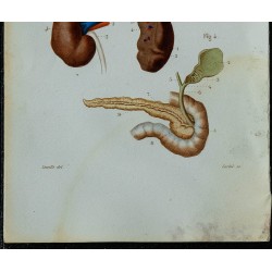 1852 - Intestin appareil biliaire et pancréas 
