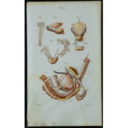 1852 - Organes génitaux urinaires homme 