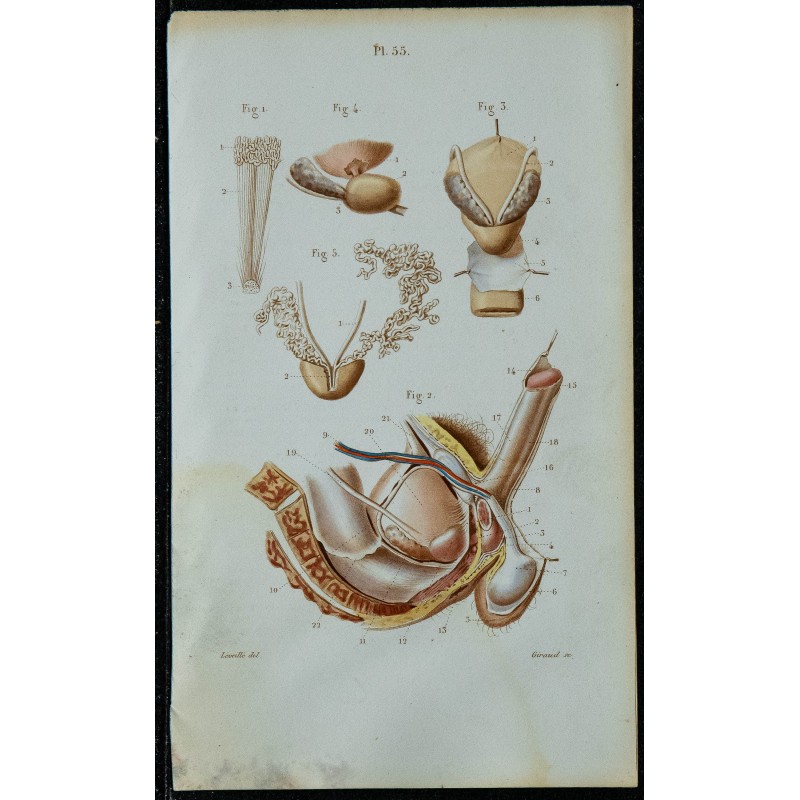 1852 - Organes génitaux urinaires homme 