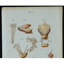 1852 - Organes génitaux urinaires homme 