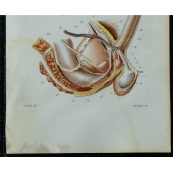 1852 - Organes génitaux urinaires homme 