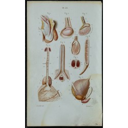 1852 - Testicule et pénis 