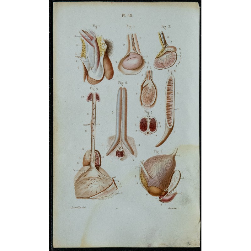 1852 - Testicule et pénis 