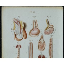 1852 - Testicule et pénis 