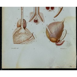 1852 - Testicule et pénis 