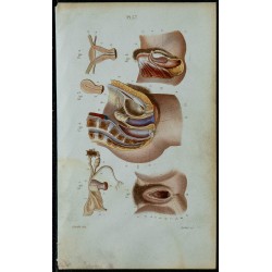 1852 - Organes génitaux féminins et pelvis 
