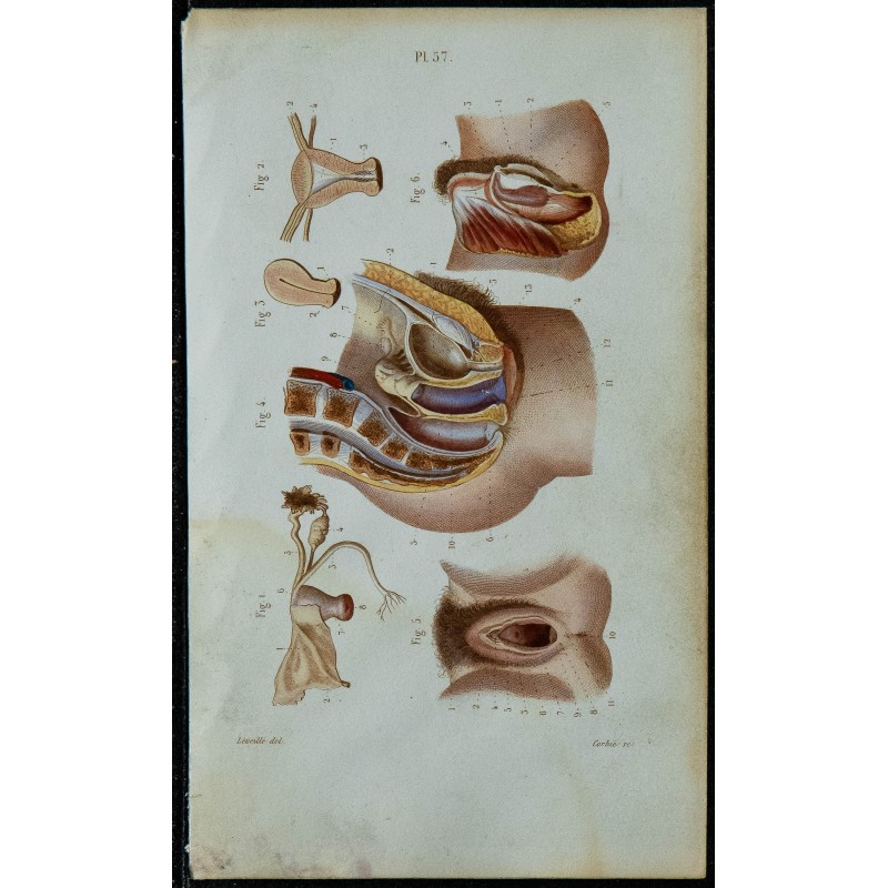 1852 - Organes génitaux féminins et pelvis 