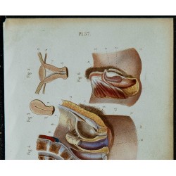 1852 - Organes génitaux féminins et pelvis 