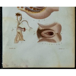 1852 - Organes génitaux féminins et pelvis 