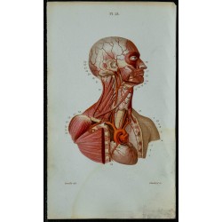 1852 - Cœur et gros troncs artériels 