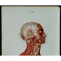 1852 - Cœur et gros troncs artériels 