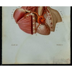 1852 - Cœur et gros troncs artériels 