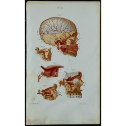 1852 - Artères carotides linguale faciales internes 