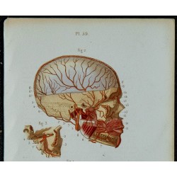 1852 - Artères carotides linguale faciales internes 