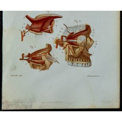 1852 - Artères carotides linguale faciales internes 