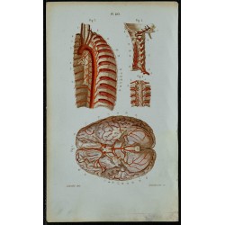 1852 - Artère vertébrale encéphale aorte thoracique 