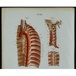 1852 - Artère vertébrale encéphale aorte thoracique 