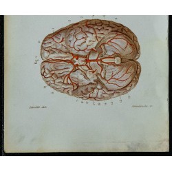1852 - Artère vertébrale encéphale aorte thoracique 