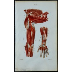 1852 - Artères aisselle bras main 