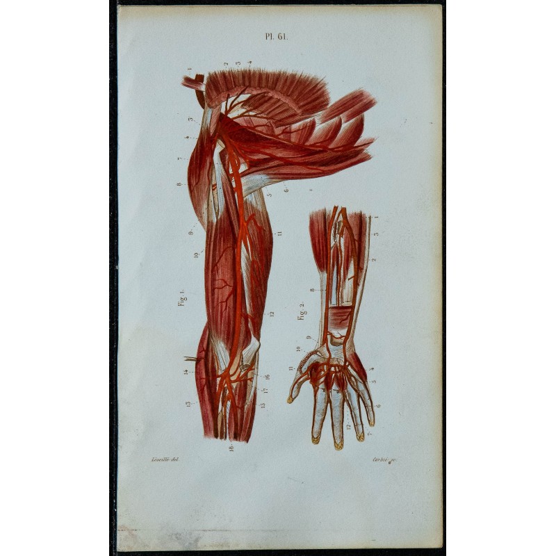 1852 - Artères aisselle bras main 
