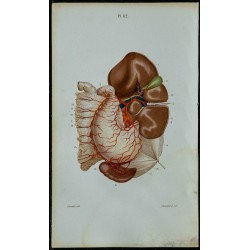 1852 - Artère cœliaque abdominale et branches 
