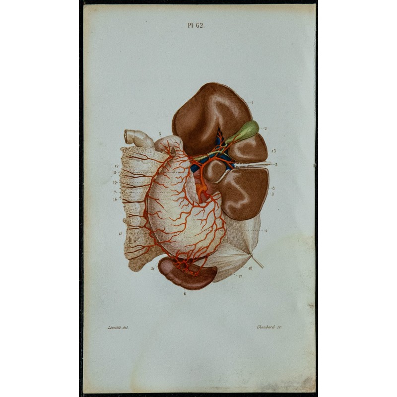1852 - Artère cœliaque abdominale et branches 