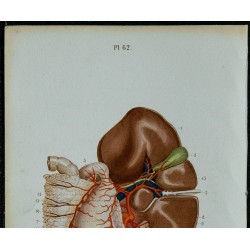 1852 - Artère cœliaque abdominale et branches 