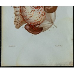 1852 - Artère cœliaque abdominale et branches 