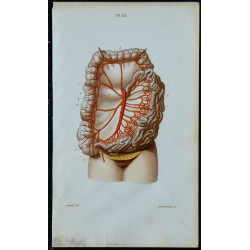 1852 - Artère mésentérique supérieure intestin vascularisation 