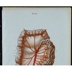 1852 - Artère mésentérique supérieure intestin vascularisation 