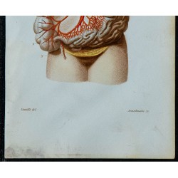 1852 - Artère mésentérique supérieure intestin vascularisation 