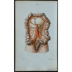 1852 - Artère mésentérique inférieure et coliques 