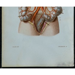 1852 - Artère mésentérique inférieure et coliques 