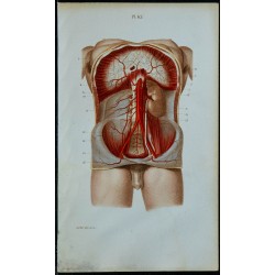1852 - Aorte abdominale et nombreuses branches 