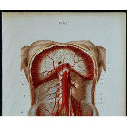 1852 - Aorte abdominale et nombreuses branches 